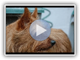 Australian Terrier (Terrier de Australia) - Dog Breed